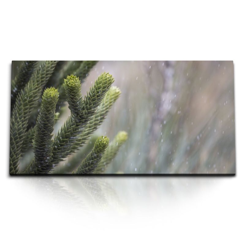 Kunstdruck Bilder 120x60cm Grüne Pflanze Zapfen Schnee Winter Natur