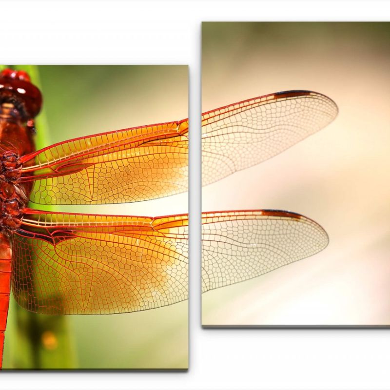 Libelle auf Stängel Wandbild in verschiedenen Größen