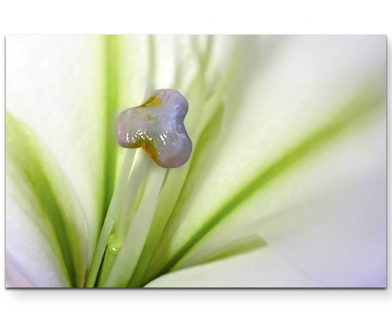 Blüte Makroaufnahme – Leinwandbild