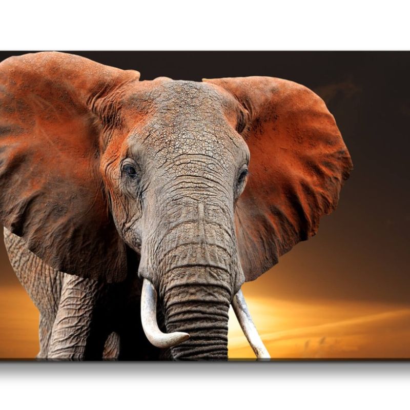 Leinwandbild 120x60cm Elefant Afrika Stoßzähne Wild Wildnis Abendröte