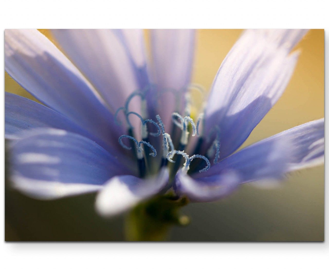 Violette Blüte Nahaufnahme – Leinwandbild