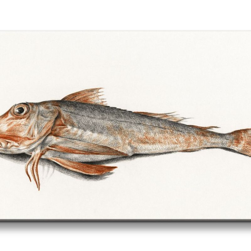 Remaster 120x60cm Fisch Illustration Kunstvoll Vintage Modern Dekorativ