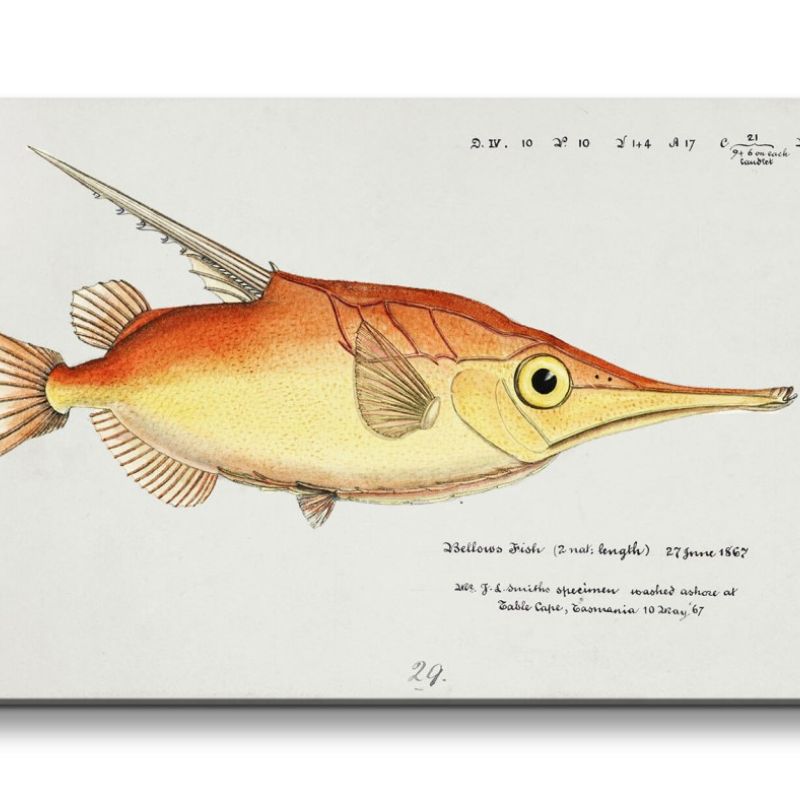 Remaster 120x60cm Vintage Illustration Fisch Evolution alte Forschung Dekorativ