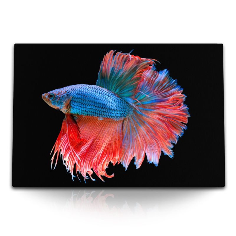 120x80cm Wandbild auf Leinwand Kampffisch Aquarienfisch Tierfotografie schwarzer Hintergrund