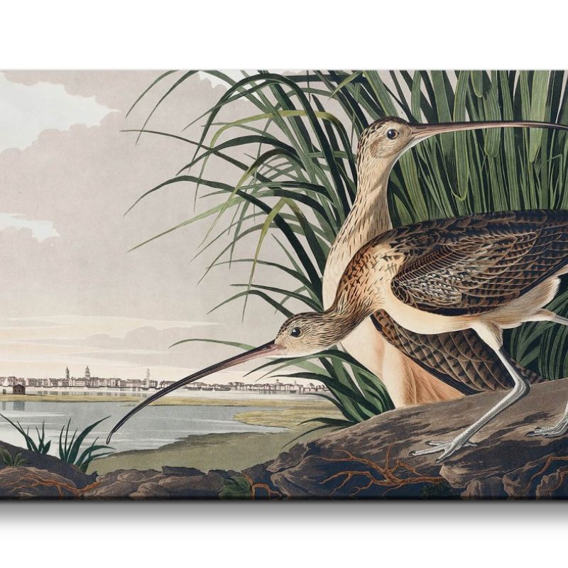 Remaster 120x60cm Kunstvolle Vintage Illustration von Vögel Exotisch Schön Natur Dekorativ