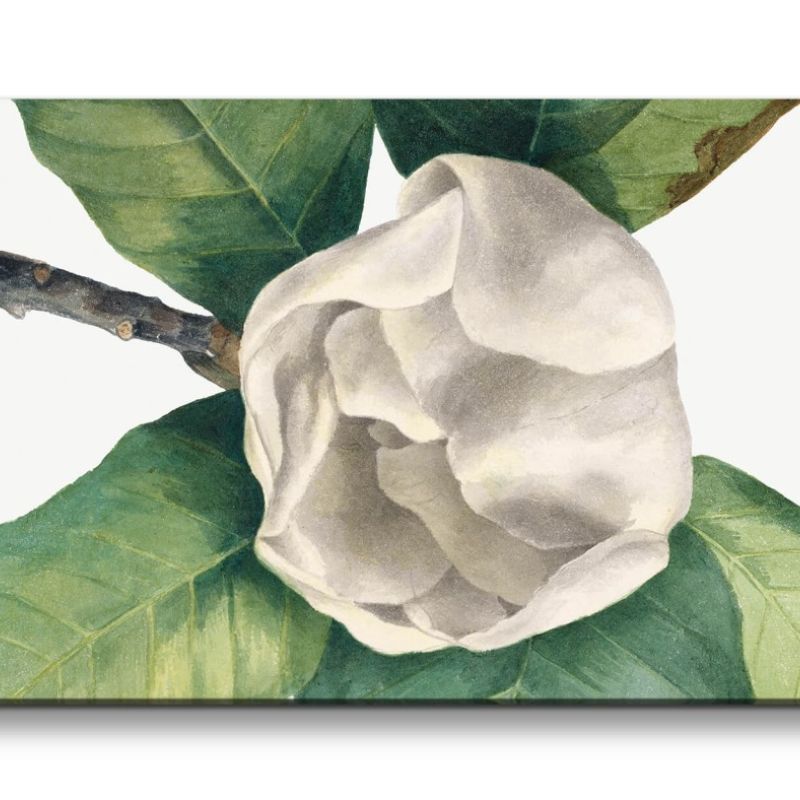 Remaster 120x60cm Botanische Vintage Illustration Magnolia wunderschöne Blume