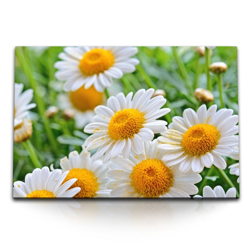 120x80cm Wandbild auf Leinwand Gänseblümchen weiße Blumen Blumenwiese Sommer