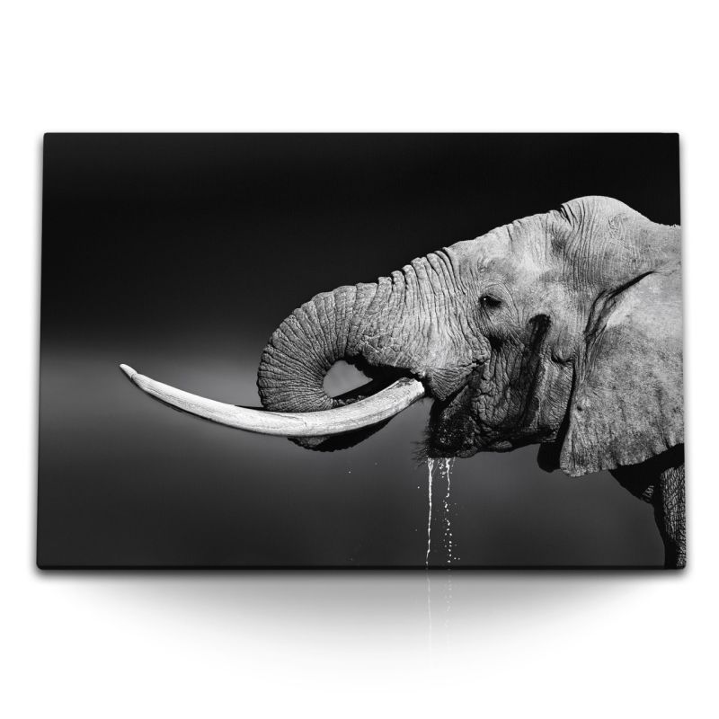 120x80cm Wandbild auf Leinwand Elefant Stoßzähne Schwarz Weiß Tierfotografie