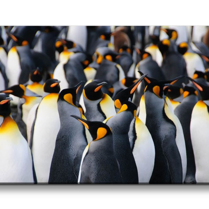 Leinwandbild 120x60cm Pinguine Kaiserpinguine Pinguinkolonie Natur Schön