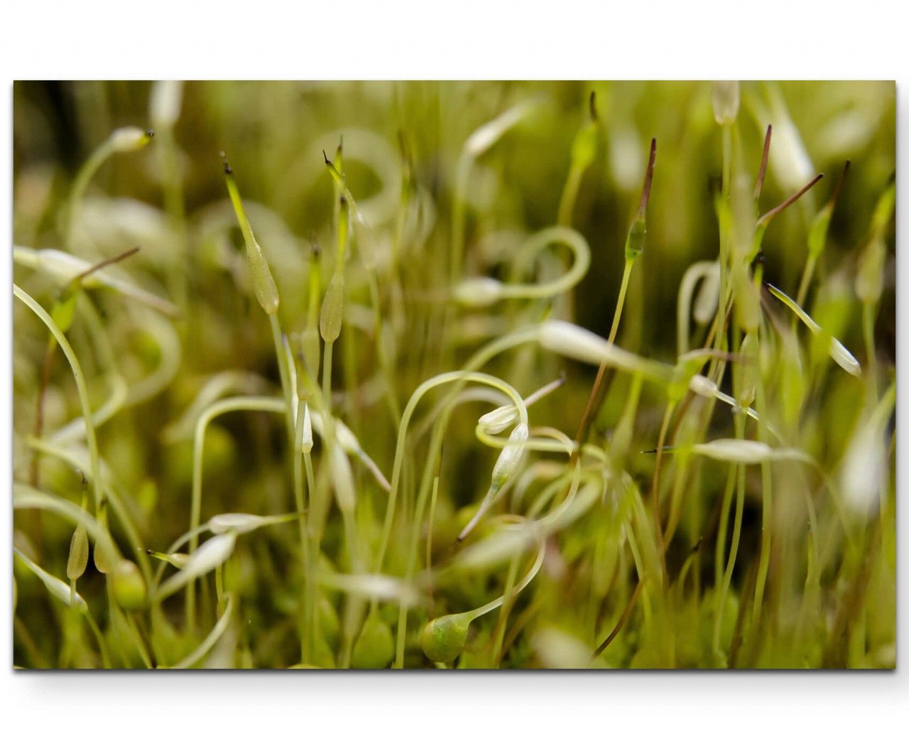 Macrofotografie von nassem Moos – Leinwandbild