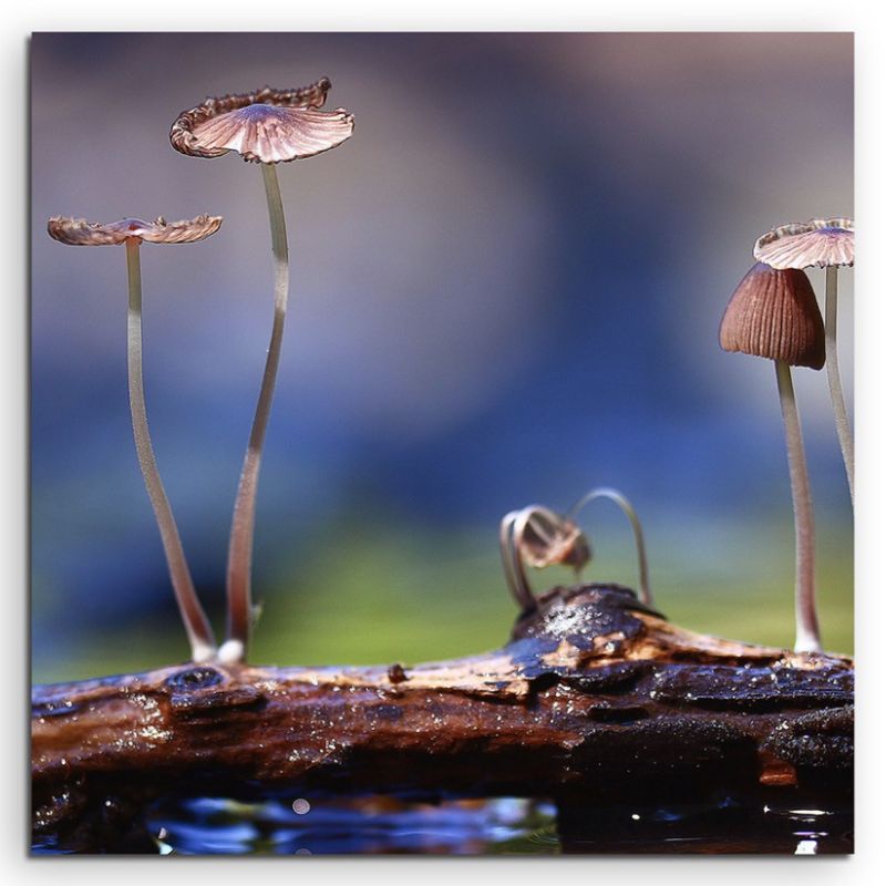 Naturfotografie –  Kleine Pilze auf Holzstück auf Leinwand