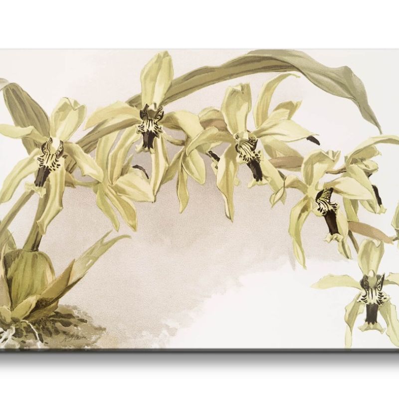 Remaster 120x60cm Exotische Blume Orchidee Wunderschön Dekorativ Illustration