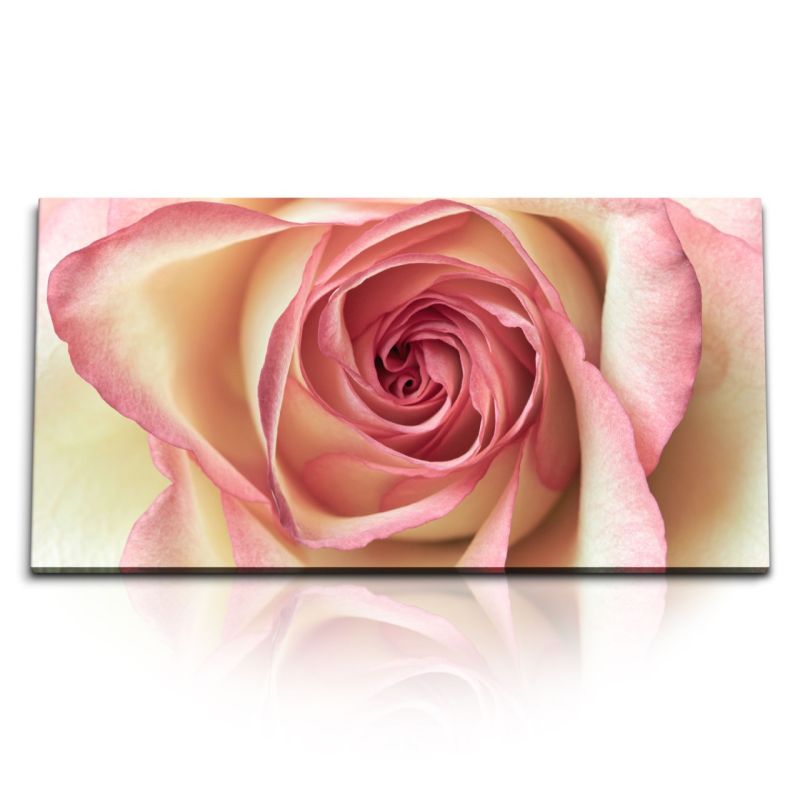 Kunstdruck Bilder 120x60cm Rose Rosenblüte Blume Rosa Makrofotografie