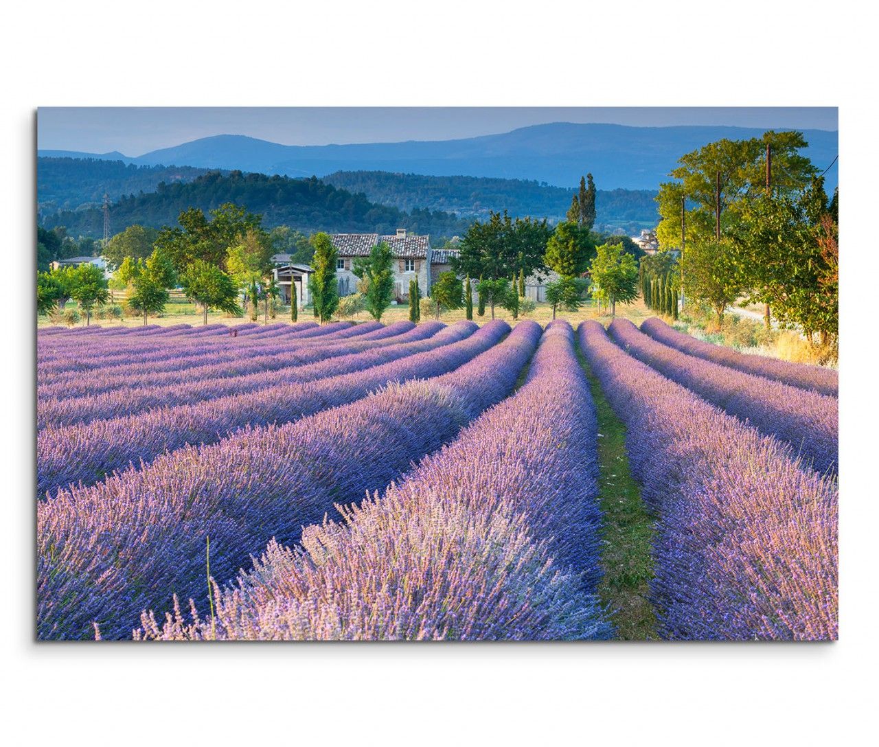 120x80cm Wandbild Provence Lavendelfeld Sommer Bäume Berge