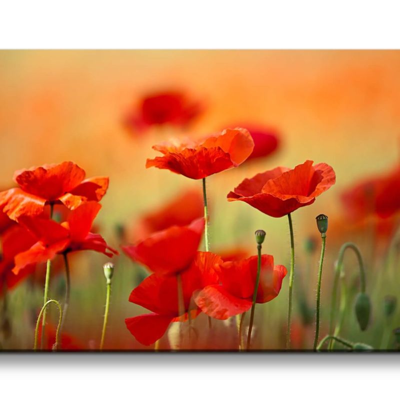 Leinwandbild 120x60cm Mohnblumen Wildblumen Feldblumen rote Blüten Schön