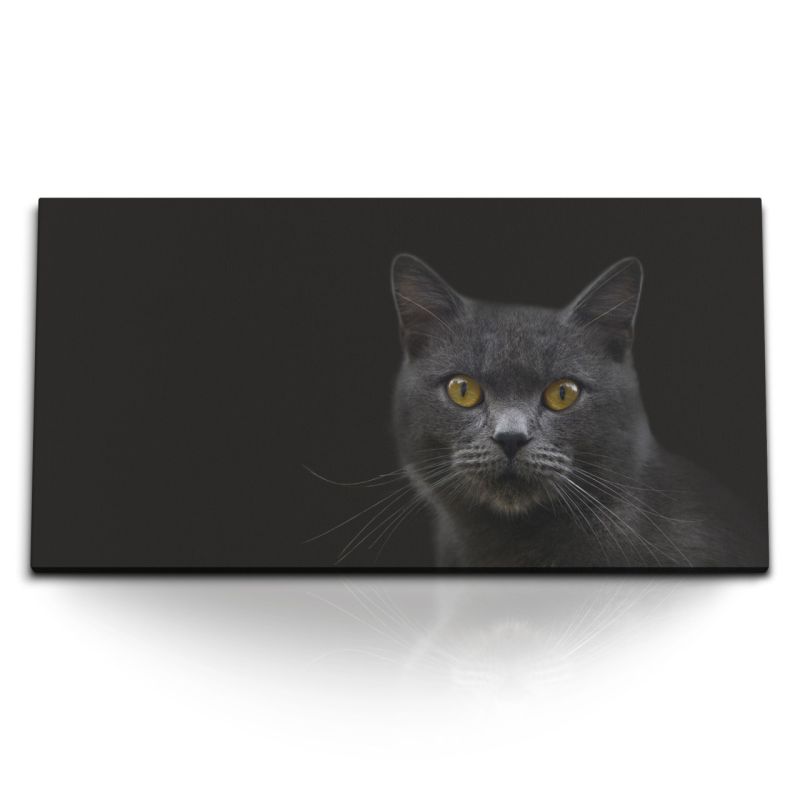 Kunstdruck Bilder 120x60cm Grauer Kater Katze schwarzer Hintergrund Tierfotografie