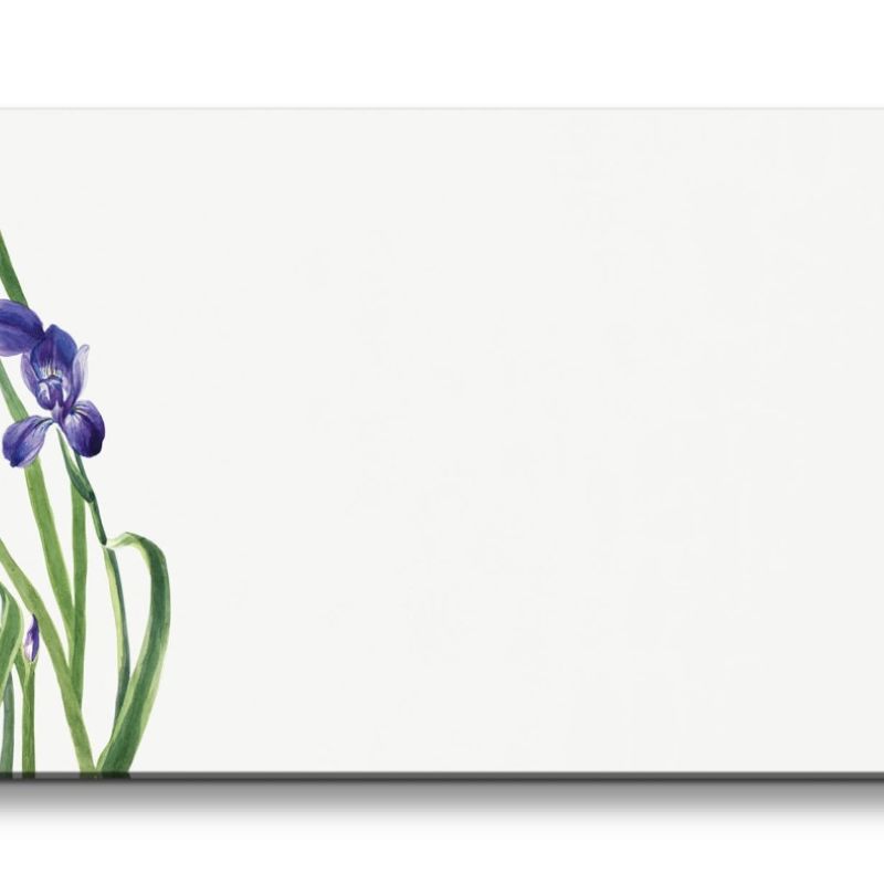 Remaster 120x60cm Botanische Vintage Illustration Iris Blume Blüten Wunderschöne Dekorativ