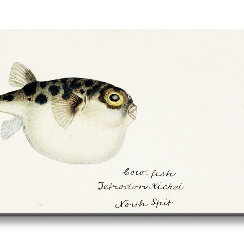 Remaster 120x60cm Kleiner Kugelfisch Fisch Vintage Illustration Kunstvoll Dekorativ