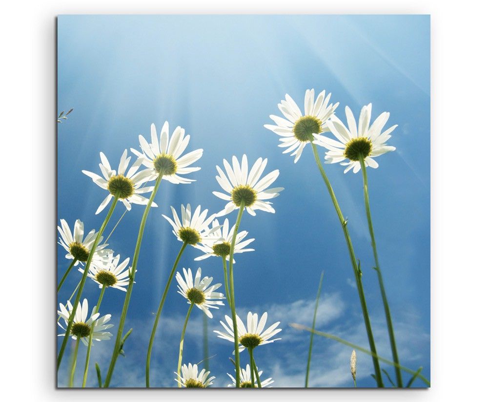 Naturfotografie –  Gänseblümchen mit Himmel auf Leinwand