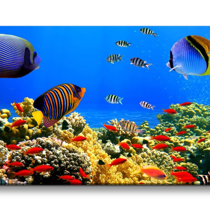 Leinwandbild 120x60cm Korallenriff Bunte Fische unter Wasser Tauchen Ozean