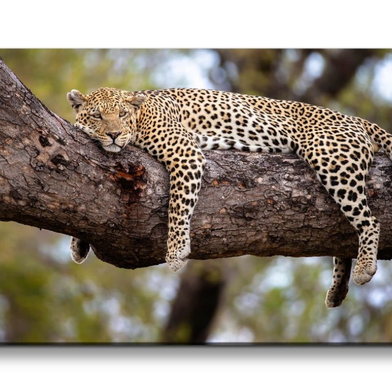 Leinwandbild 120x60cm Leopard döst im Baum Raubkatze Großkatze Wildnis Afrika