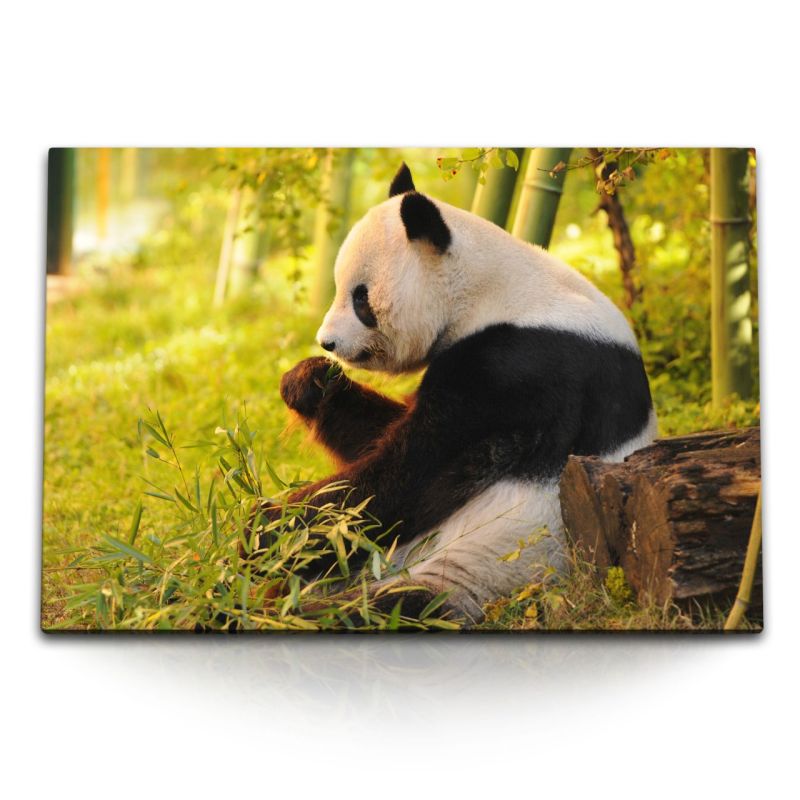 120x80cm Wandbild auf Leinwand Panda Pandabär Bambus Tierfotografie Asien