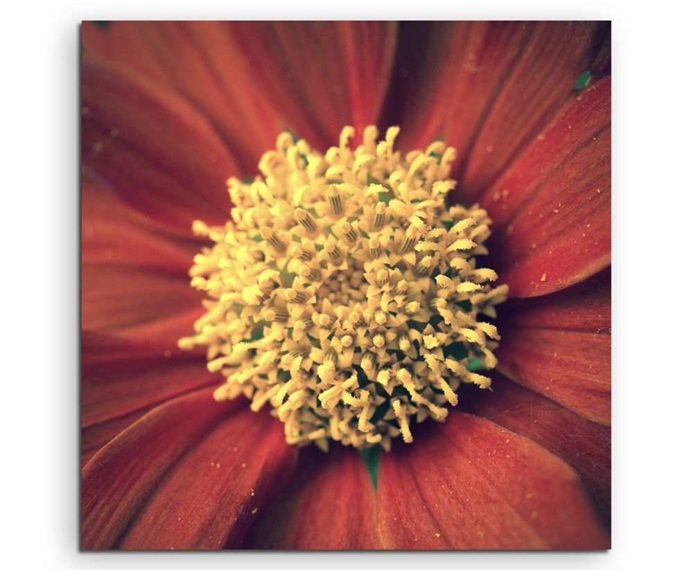 Naturfotografie –  Rote blumen mit gelbem Pollen auf Leinwand