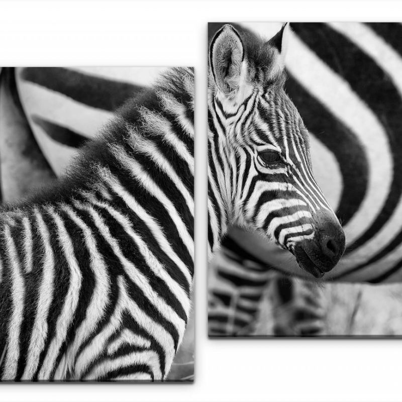 Zebras Wandbild in verschiedenen Größen