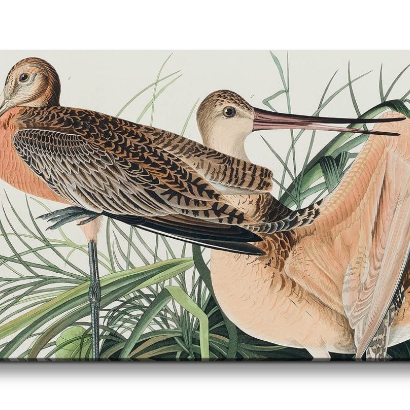 Remaster 120x60cm Kunstvolle Vintage Illustration von Vögel Exotisch Schön Natur Dekorativ