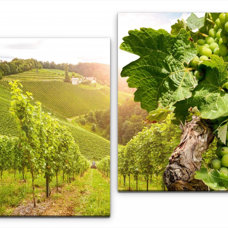 Wein Felder Wandbild in verschiedenen Größen