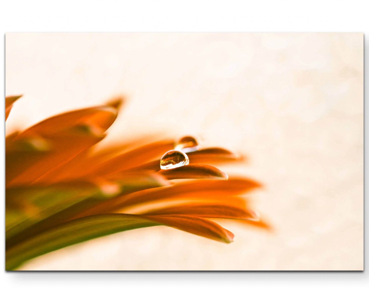 Makrofotografie  orange Gerberablüte mit Wassertropfen – Leinwandbild