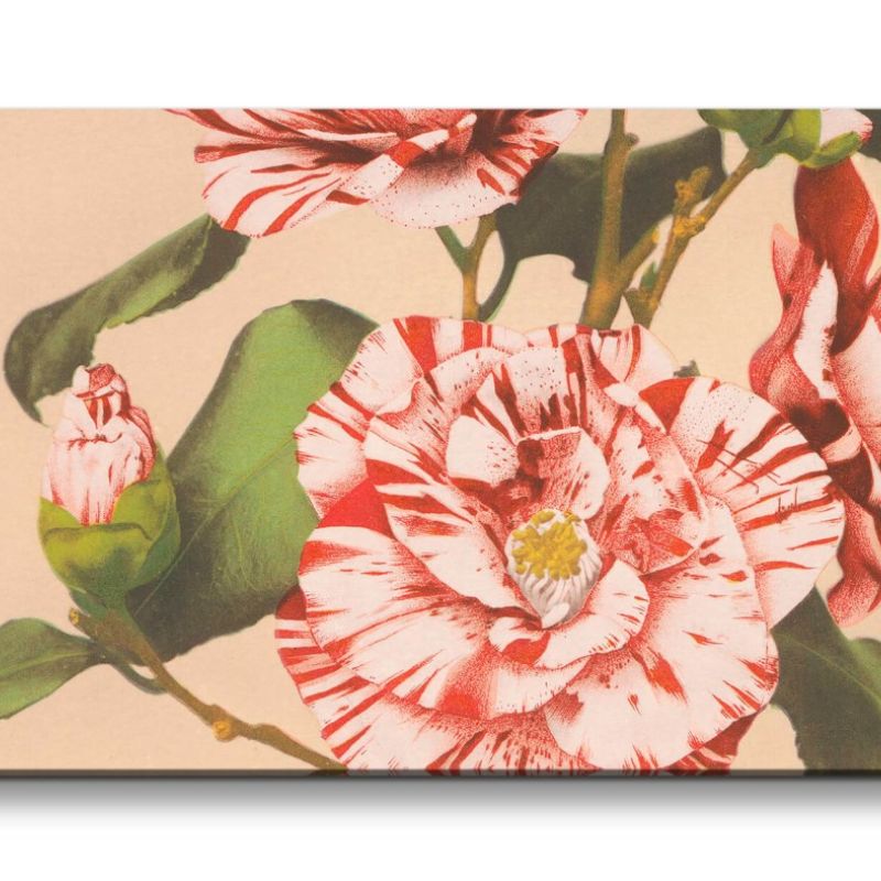 Remaster 120x60cm Ogawa Kazumasa berühmte Fotografie Blume Blüte Striped Camellias Schön