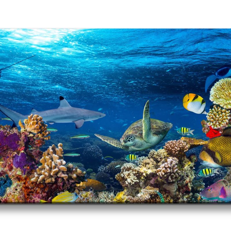 Leinwandbild 120x60cm Korallenriff Bunte Fische unter Wasser Tauchen Ozean