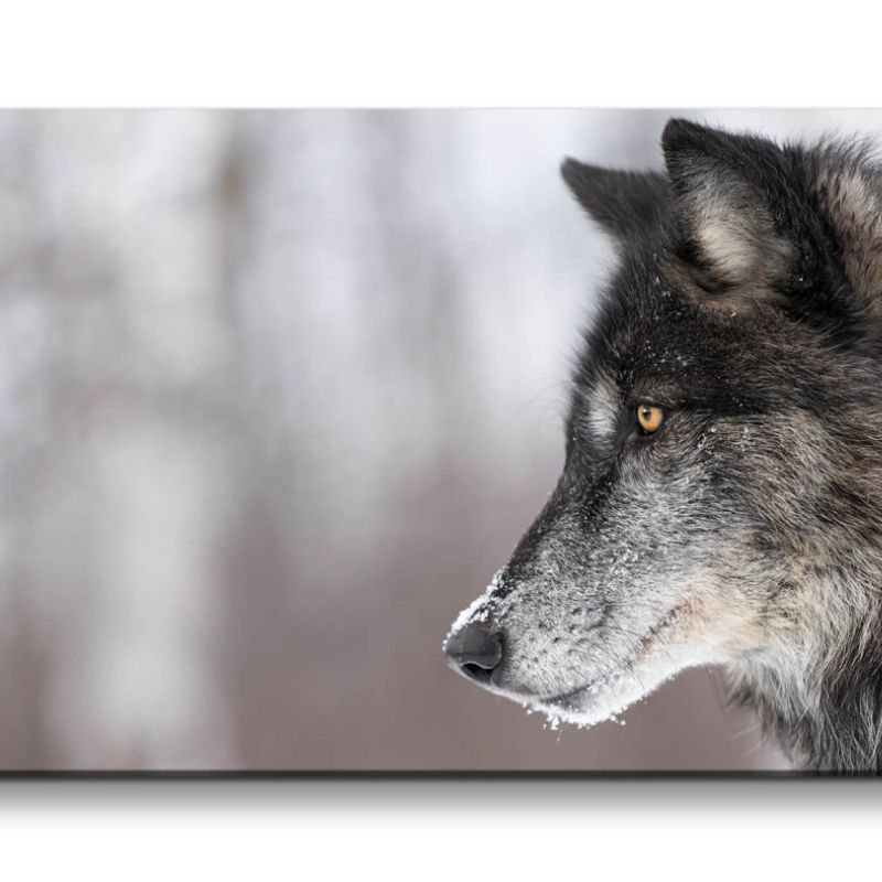 Leinwandbild 120x60cm Schwarzer Wolf Wild schönes Tier Eis Winter