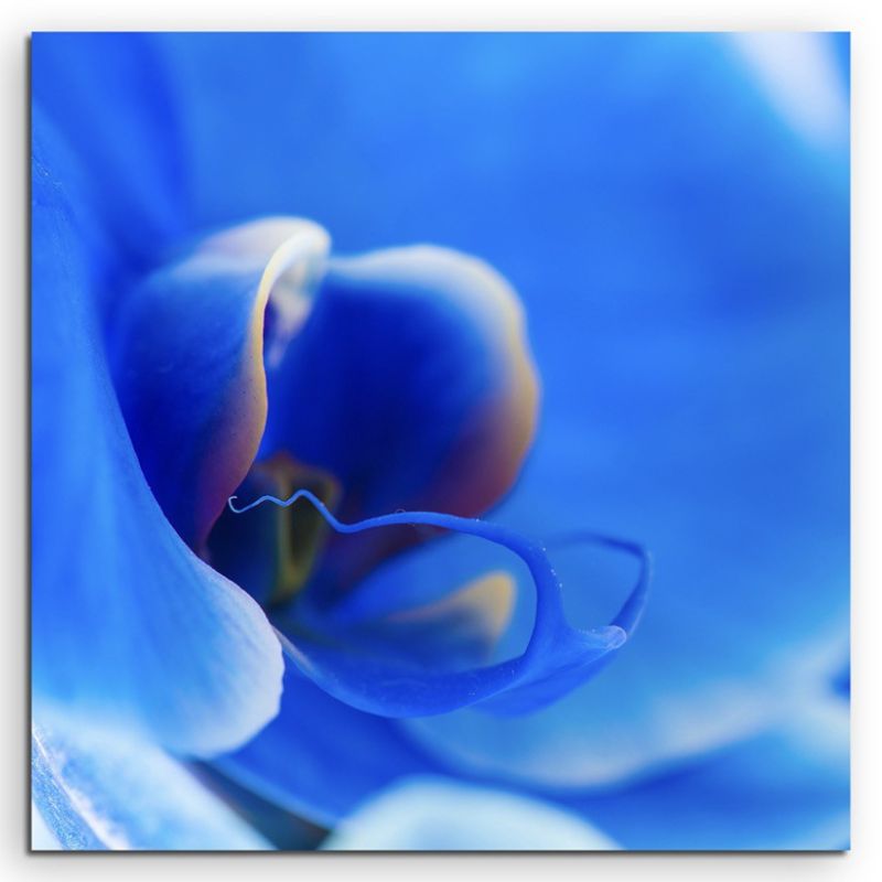 Naturfotografie – Blaue Orchidee auf Leinwand