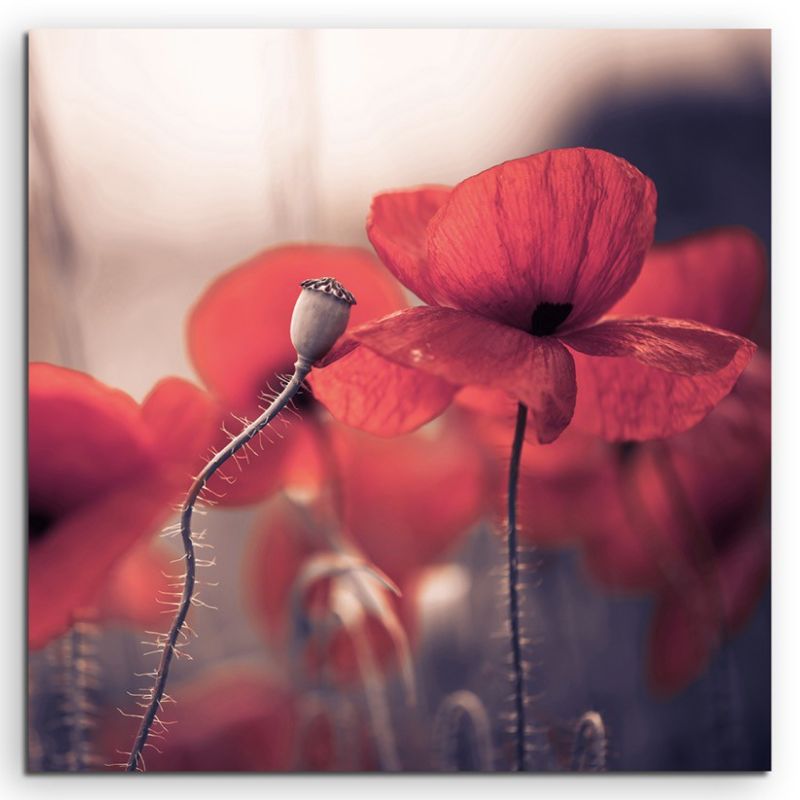 Naturfotografie – Gruppe roter Mohnblüten auf Leinwand