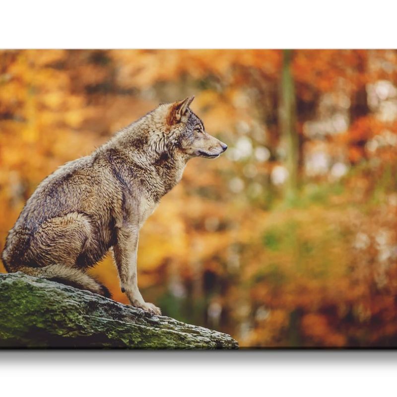 Leinwandbild 120x60cm Einsamer Wolf Wald Natur schönes Tier Raubtier Herbst