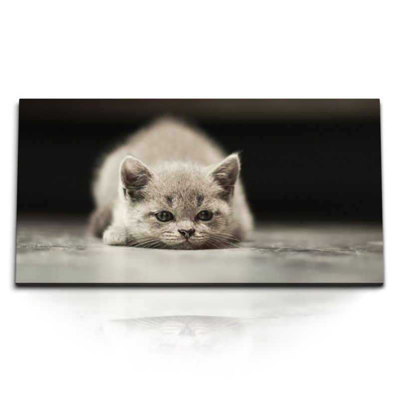 Kunstdruck Bilder 120x60cm Kleine Katze Grau Kater Tierfotografie