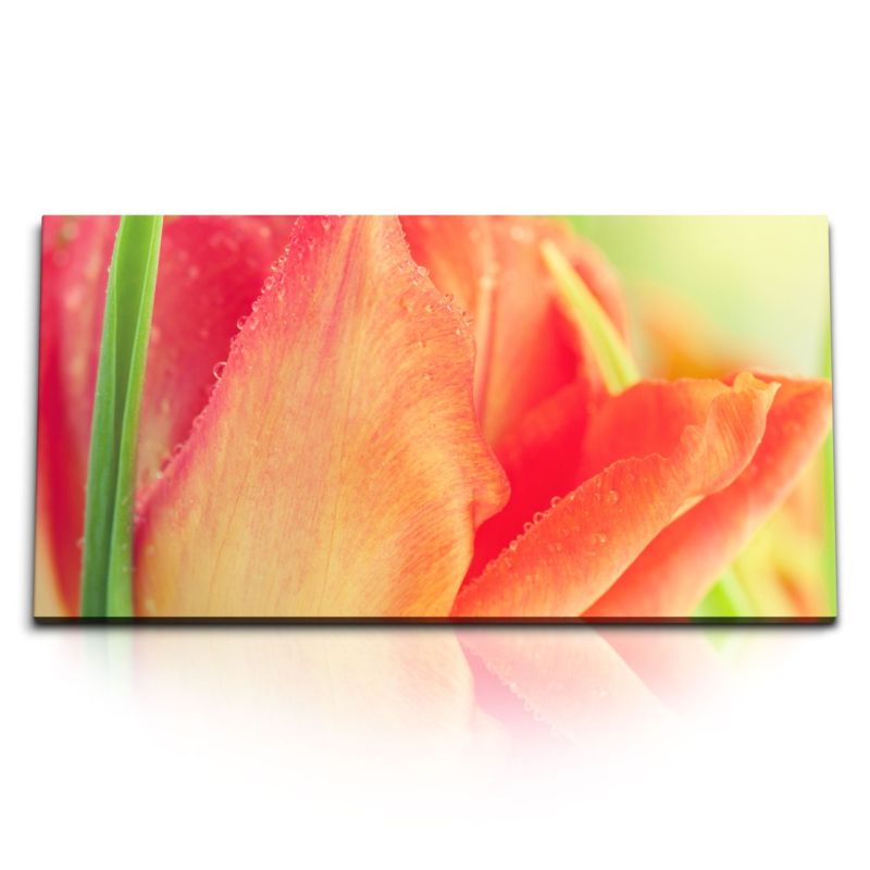 Kunstdruck Bilder 120x60cm Rote Blüte Blume Nahaufnahme Makrofotografie Sonnenschein