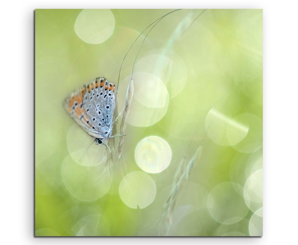 Naturfotografie –  Schmetterling mit Frühlingswiese auf Leinwand