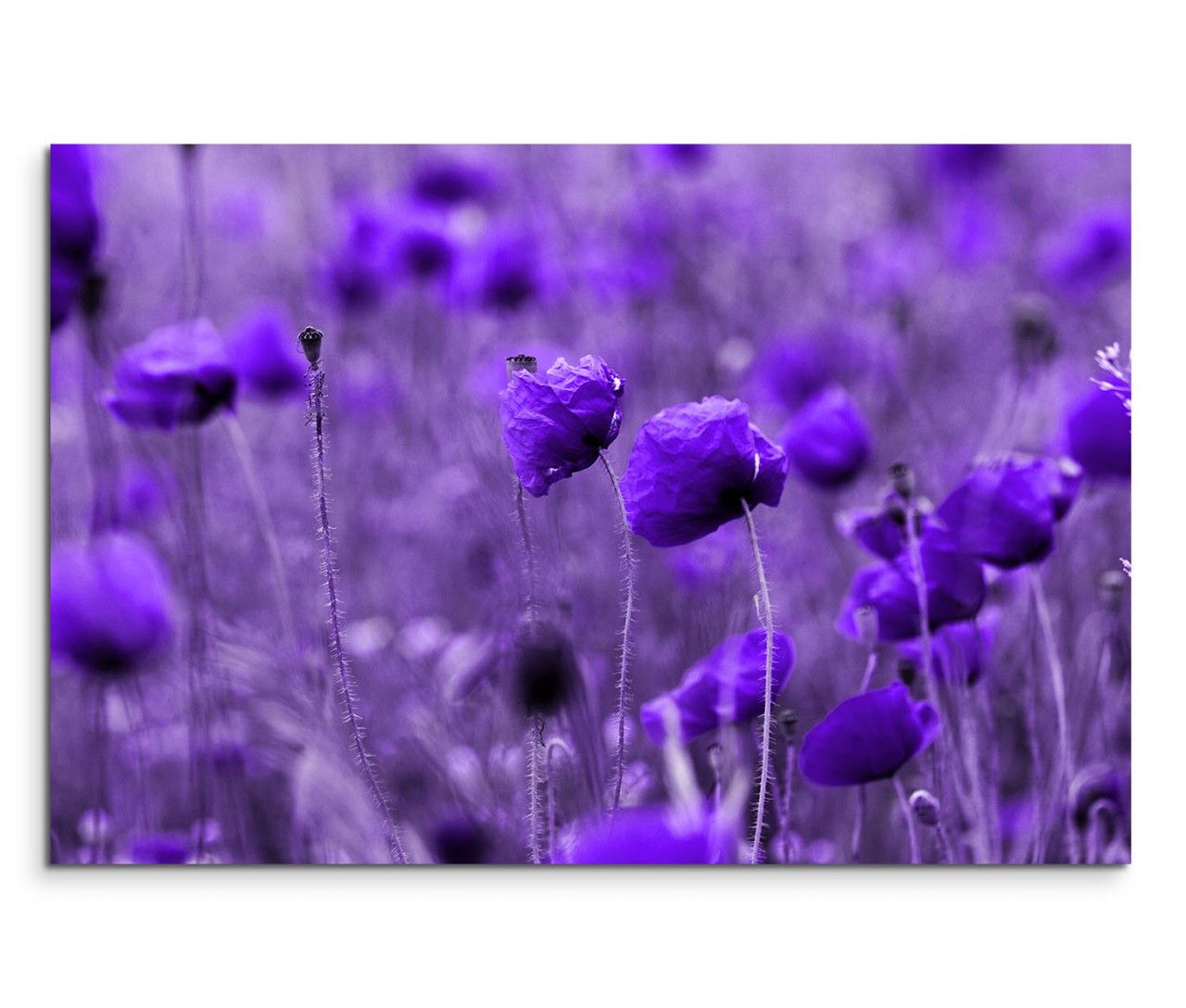 120x80cm Wandbild Blumen Wiese lila