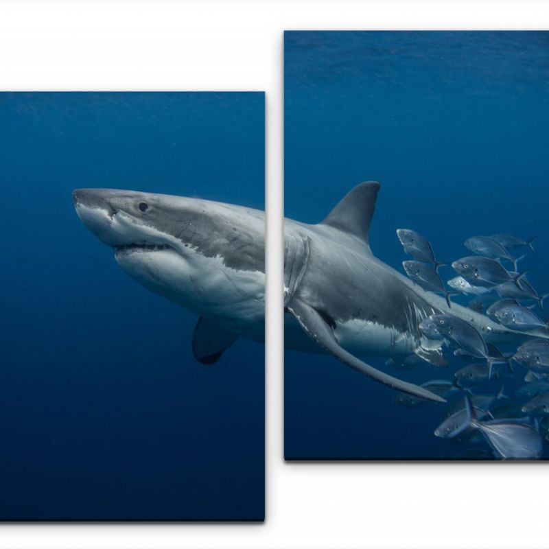 Hai unter Wasser Wandbild in verschiedenen Größen