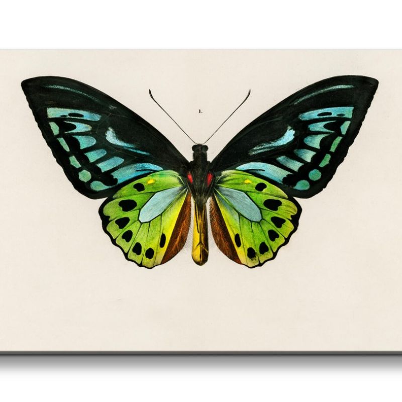 Remaster 120x60cm Schmetterling Illustration Kunstvoll Dekorativ Schön Minimal