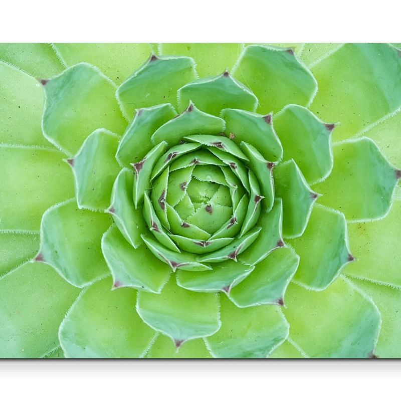 botanisches Gewächs  Succulente – Leinwandbild