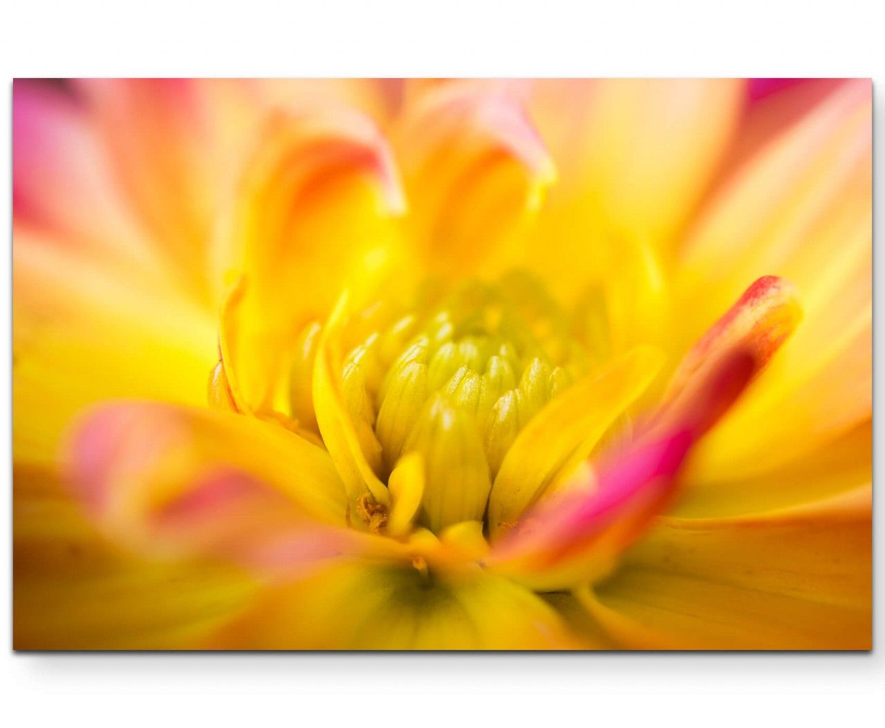 Rosa-gelbe Dahlie  Macrofotografie – Leinwandbild