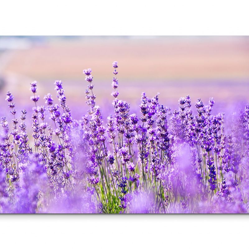 120x80cm Wandbild Lavendel Blumen