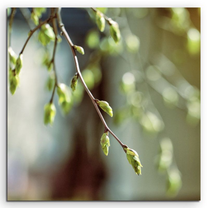 Naturfotografie –  Zweig im Frühlingslicht auf Leinwand