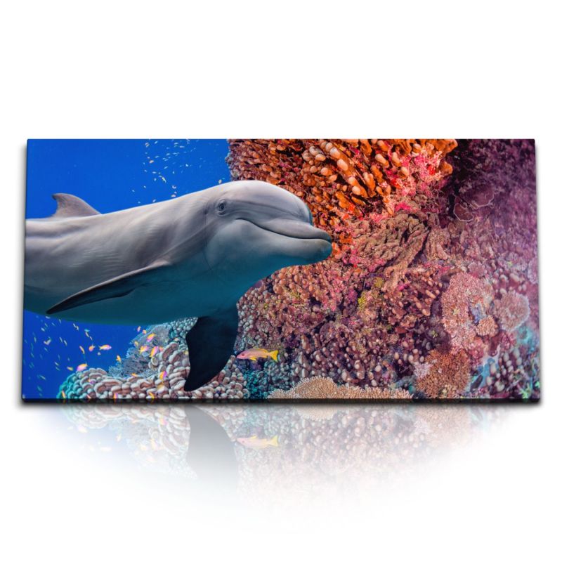 Kunstdruck Bilder 120x60cm Delfin Korallen Korallenriff unter Wasser Ozean