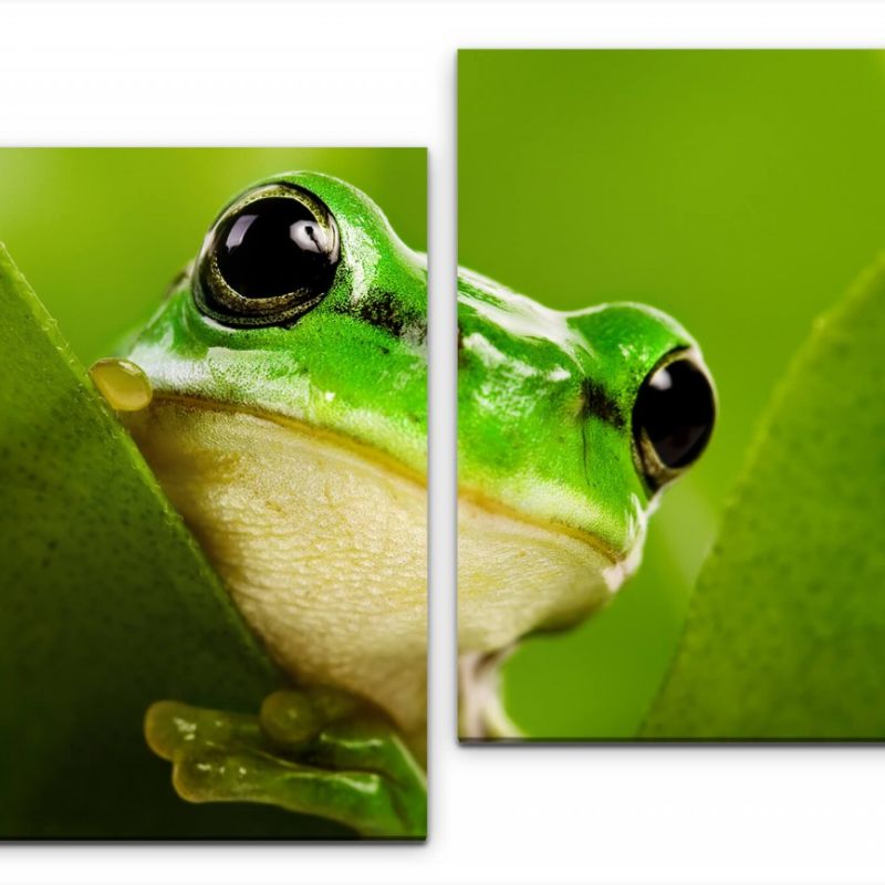 Frosch hinter Blättern Wandbild in verschiedenen Größen