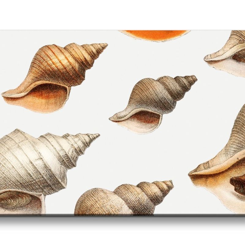 Remaster 120x60cm Illustration von Meeresmuscheln Muscheln Dekorativ Kunstvoll